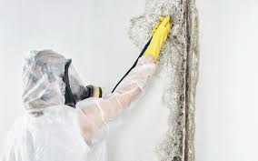 Mold Documentation for Insurance Claims in Port Washington North, NY